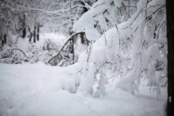 Зимовий Пейзаж Парку Подробиці — стокове фото