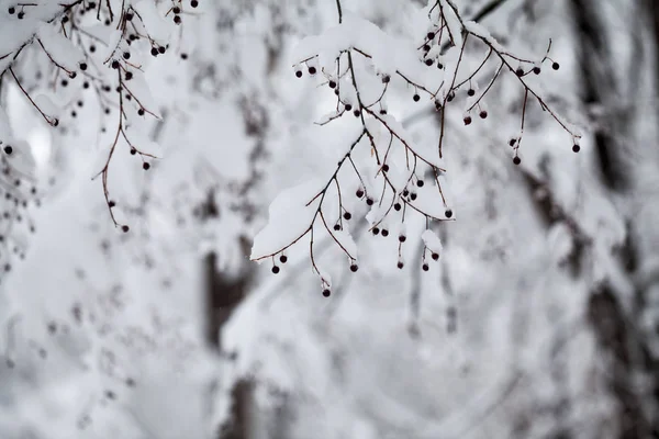 Winterlandschap Het Park Details — Stockfoto