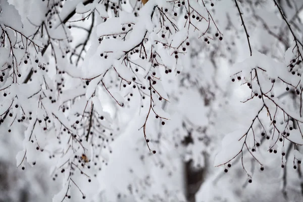 Paysage Hivernal Dans Parc Détails — Photo