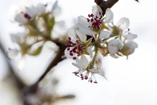 Обрезанный Вид Цветущей Ветви Дерева Весна — стоковое фото