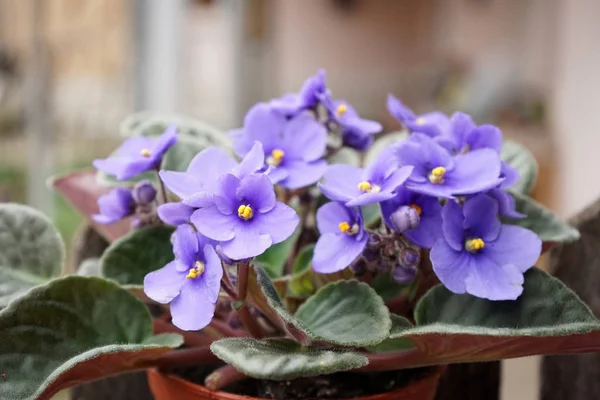 Violet flowers in pot in garden