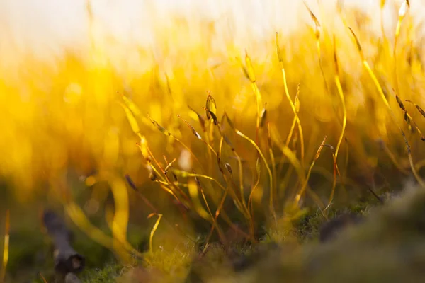 Moss Flowers Spring Natural Background — Stock Photo, Image