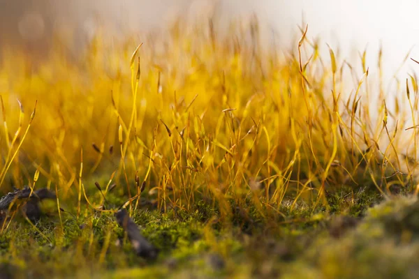 Moss Flowers Spring Natural Background — Stock Photo, Image