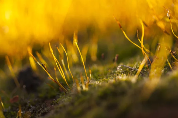 Moss Doğal Arka Plan Bahar Çiçeği — Stok fotoğraf