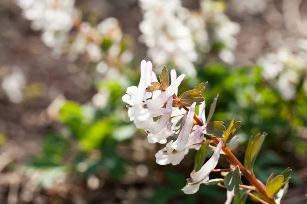 Vita Vilda Blommor Växer Skogen — Stockfoto