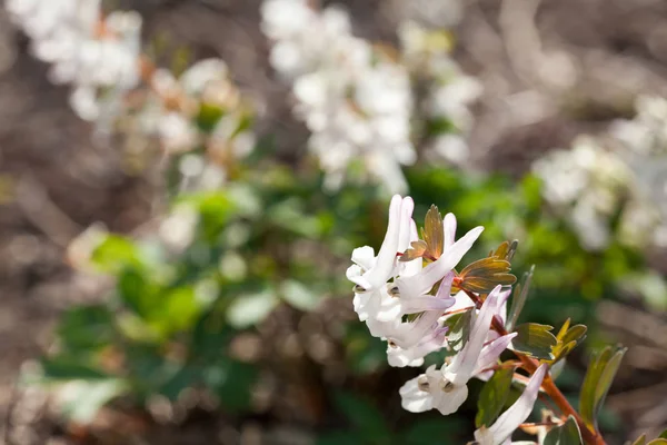 Flores Silvestres Blancas Creciendo Bosque — Foto de Stock
