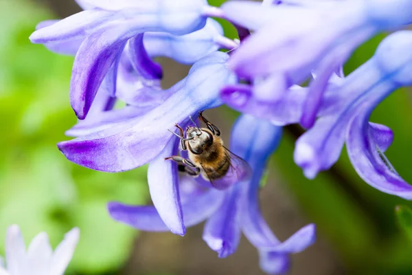 Vista Recortada Flores Violetas Con Abeja — Foto de Stock