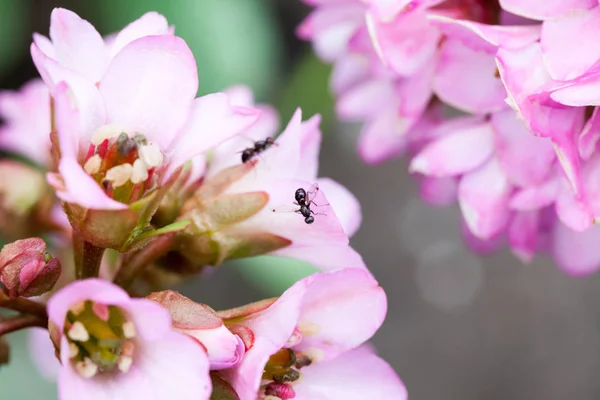 Tender Pink Flowers Closeup — Stock Photo, Image