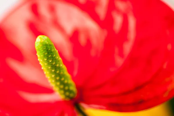 Röd Blomma Beskuren — Stockfoto