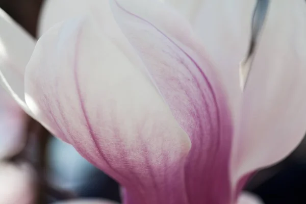 Closeup View Tender Pink Blooming Magnolia Flower — Stock Photo, Image