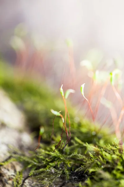 Moss 花に春に自然な背景 — ストック写真