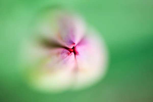 Vue Rapprochée Sur Fleur Magnolia Rose Tendre Fleurs — Photo