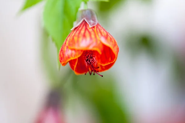 Fleur Rouge Vue Dégagée — Photo