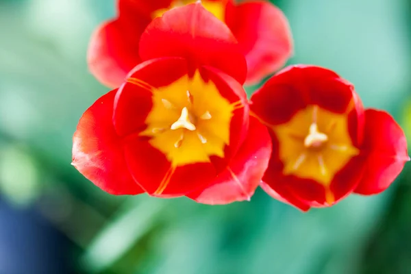 Ярко Красные Тюльпаны Размытом Зеленом Фоне — стоковое фото