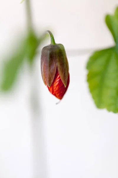 Vista Vicino Del Piccolo Fiore Rosso — Foto Stock