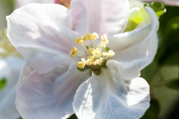 Tavasszal Virág Levágott Nézete — Stock Fotó