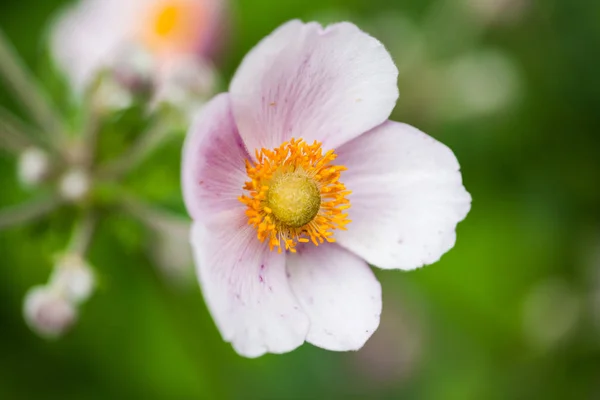 Abgeschnittene Ansicht Von Rosa Blumen Auf Dem Blumenbeet — Stockfoto