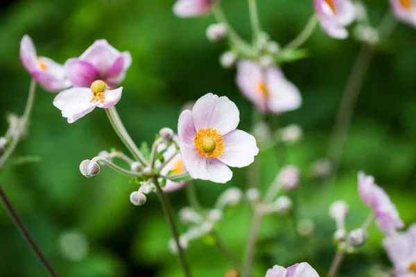 Winzige Zartrosa Blüten Mit Grün Verschwommenem Hintergrund — Stockfoto