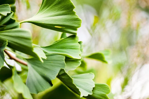 Vista Recortada Hojas Árbol Ginko Biloba — Foto de Stock