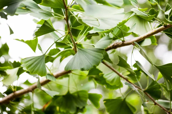 Ginko Biloba Tree Leaves — Stock Photo, Image