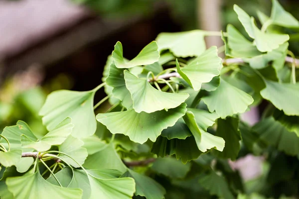 Ginko Biloba Ağaç Yaprakları Kırpılmış Görünümü — Stok fotoğraf