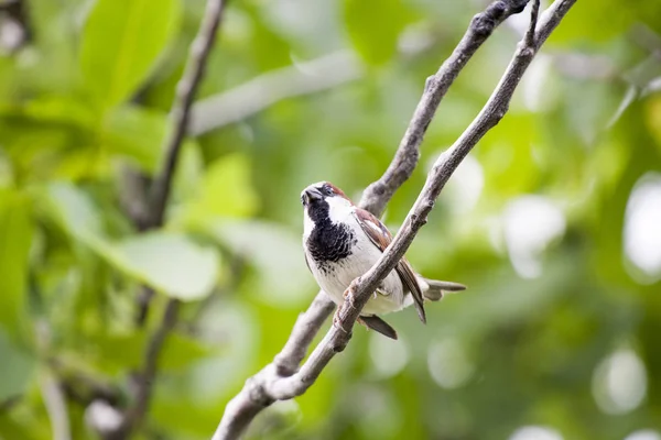 Pássaro Pequeno Empoleirado Árvore — Fotografia de Stock
