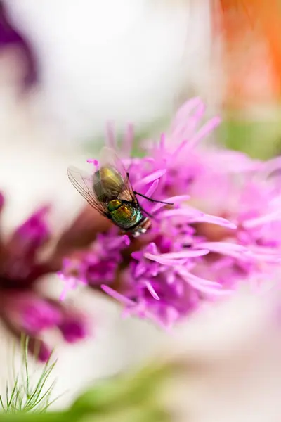 Flores Jardín Con Abeja Vista Cercana — Foto de Stock