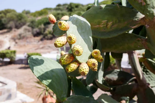 Closeup Kvetoucích Kaktusů Ostny — Stock fotografie