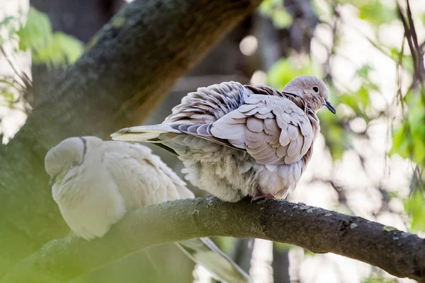 Wildtauben Vögel Hocken Auf Baum — Stockfoto