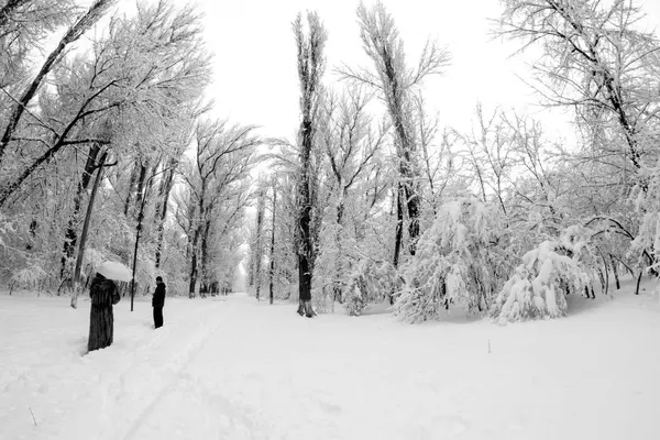 Snöar Landskap Parken — Stockfoto