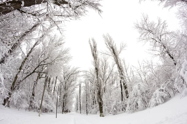 Paysage Neige Dans Parc — Photo