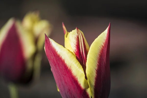 Des Tulipes Rouges Brillantes Fleurissent Dans Parc — Photo