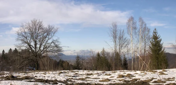 Vinterlandskap Skog Med Nakna Träd — Stockfoto