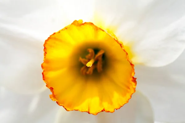 Beyaz Narcissus Çiçek Yakın Çekim — Stok fotoğraf