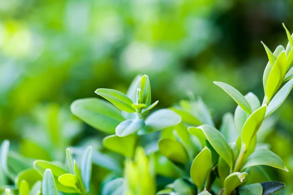 Bulanık Arka Plan Üzerinde Yaprakları Ile Yeşil Bitkinin Detay Görünümü — Stok fotoğraf