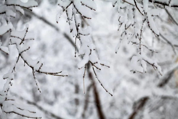 下雪在公园里的景观 — 图库照片