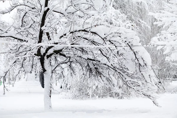 Nieva Paisaje Parque — Foto de Stock