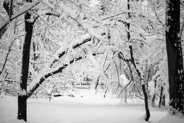 Paisagem Nevando Parque — Fotografia de Stock