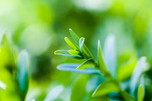 柔らかい緑の葉を持つ若いブッシュ — ストック写真