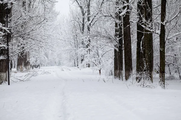Sněží Krajina Parku — Stock fotografie