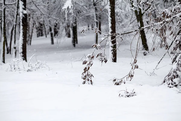 雪の公園での風景 — ストック写真