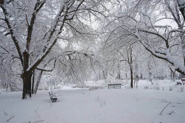 Snöar Landskap Parken — Stockfoto