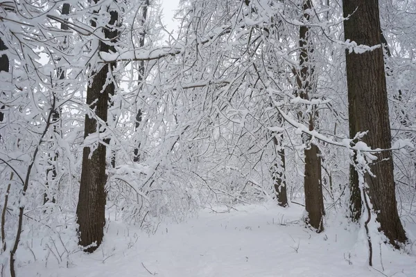 Śnieg Krajobraz Parku — Zdjęcie stockowe