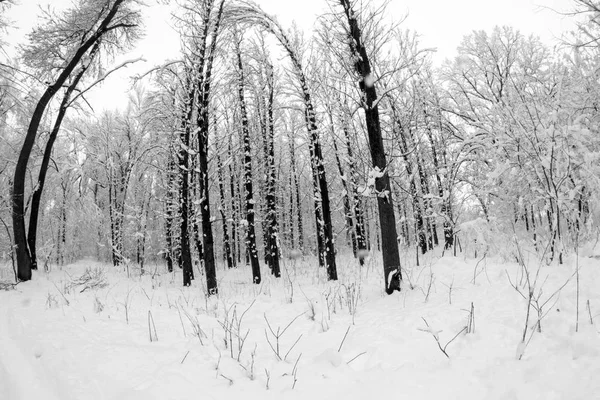 Снежный Пейзаж Парке — стоковое фото