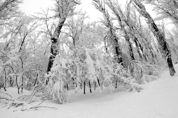 Paisagem Nevando Parque — Fotografia de Stock