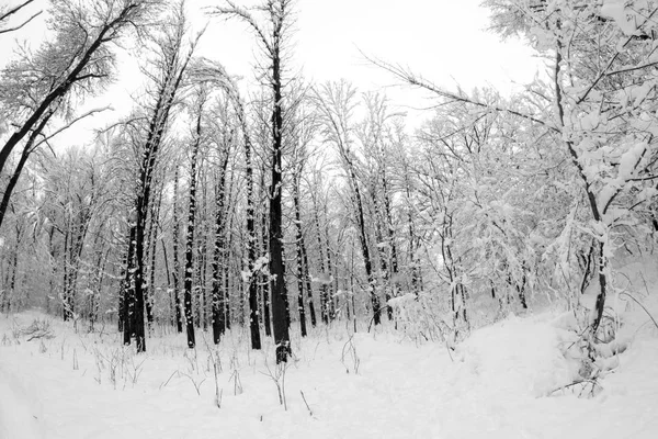 Paysage Neige Dans Parc — Photo