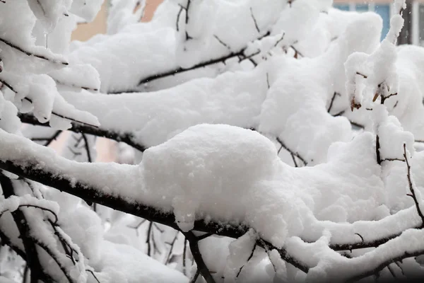 Snöar Landskap Parken — Φωτογραφία Αρχείου