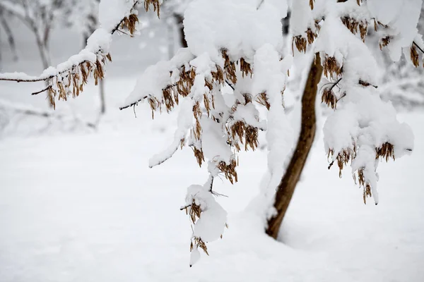 Snöar Landskap Parken — Stockfoto