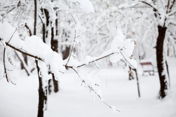 Paisagem Nevando Parque — Fotografia de Stock