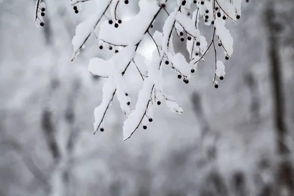 下雪在公园里的景观 — 图库照片